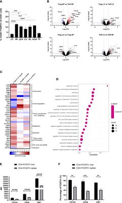 IL-2 availability regulates the tissue specific phenotype of murine intra-hepatic Tregs